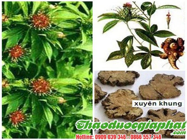 mua-ban-cay-xuyen-khung-uy-tin-chat-luong-tai-huyen-nha-be