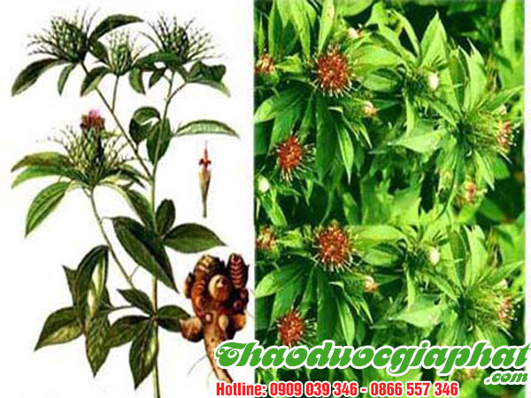 mua-ban-cay-xuyen-khung-uy-tin-chat-luong-tai-quan-4-tri-dau-dau