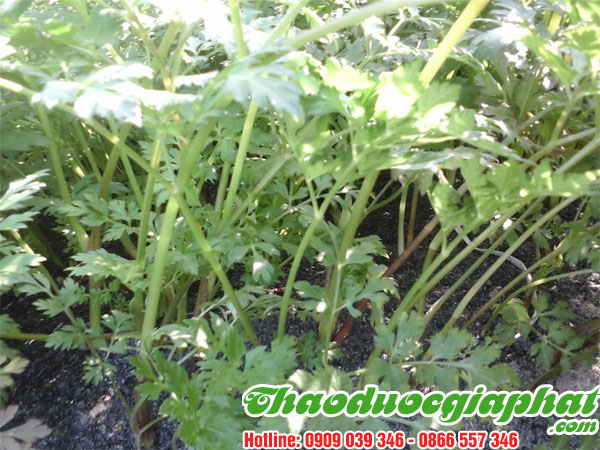 mua-ban-cay-xuyen-khung-uy-tin-chat-luong-tai-quan-go-vap