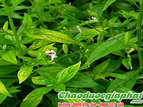 mua-ban-cay-xuyen-khung-uy-tin-chat-luong-tai-quan-tan-phu