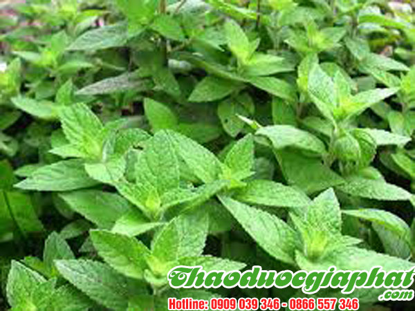 mua-ban-cay-xuyen-khung-uy-tin-chat-luong-tai-quan-thu-duc-on-dinh-mach-mau-hieu-qua