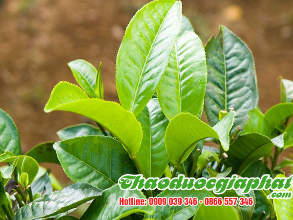 mua-ban-che-day-uy-tin-chat-luong-tại-huyen-binh-chanh