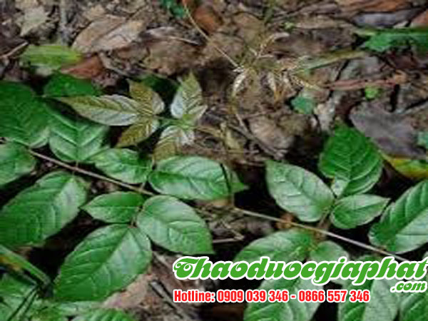 mua-ban-che-day-uy-tin-chat-luong-tại-quan-1