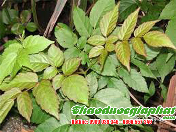 mua-ban-che-day-uy-tin-chat-luong-tại-quan-4