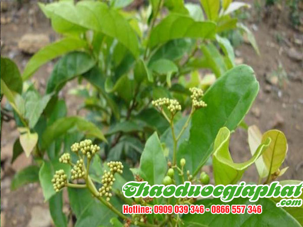 mua-ban-che-day-uy-tin-chat-luong-tại-quan-9