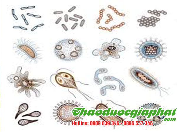 mua-ban-che-day-uy-tin-chat-luong-tại-quan-binh-tan-diet-vi-khuan-ho-tro-he-mien-dich-tieu-hoa