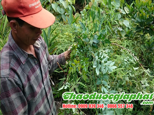 mua-ban-che-day-uy-tin-chat-luong-tại-quan-tan-binh