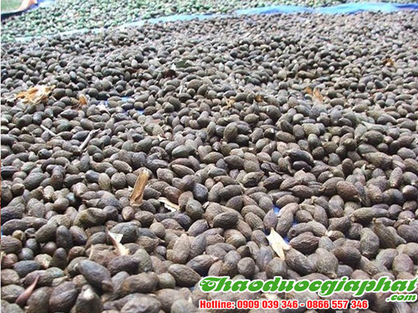 mua-ban-hat-uoi-uy-tin-chat-luong-tai-quan-3