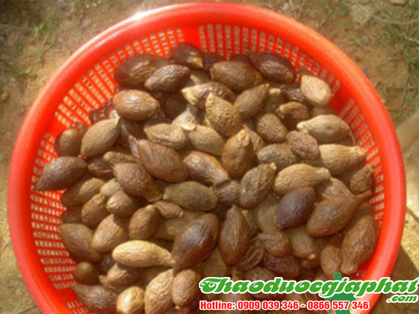 mua-ban-hat-uoi-uy-tin-chat-luong-tai-quan-8