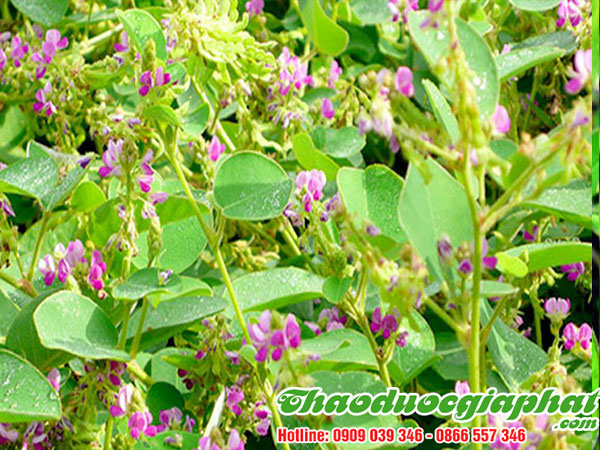 mua-ban-kim-tien-thao-tai-huyen-binh-chanh-uy-tin-chat-luong-nhat