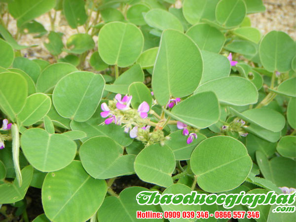 mua-ban-kim-tien-thao-tai-huyen-cu-chi-uy-tin-chat-luong