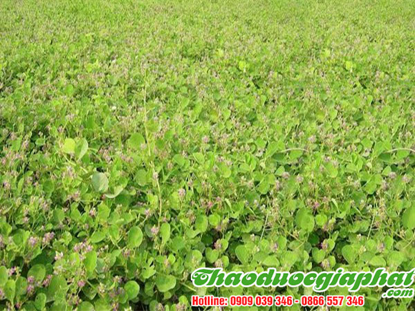 mua-ban-kim-tien-thao-tai-quan-1-uy-tin-chat-luong