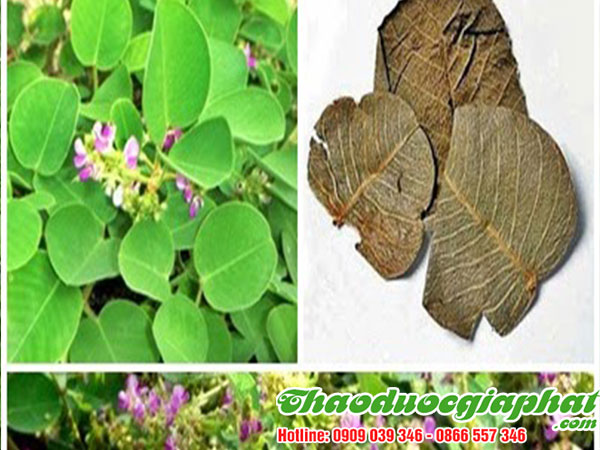 mua-ban-kim-tien-thao-tai-quan-10-chat-luong-gia-re