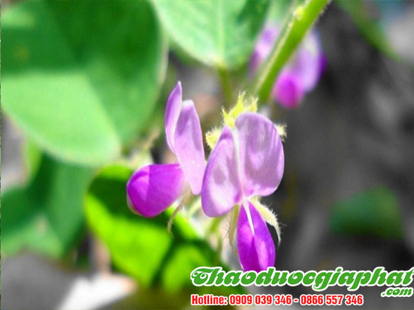 mua-ban-kim-tien-thao-tai-quan-2-chat-luong-gia-re