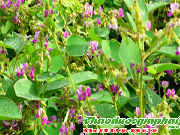 mua-ban-kim-tien-thao-tai-quan-4-an-toan-hieu-qua