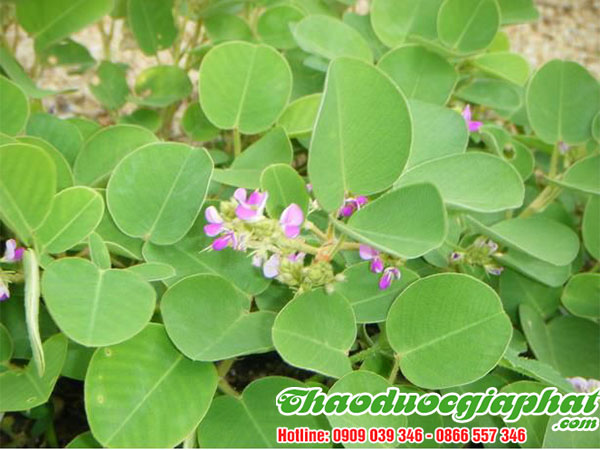 mua-ban-kim-tien-thao-tai-quan-6-chat-luong-nhat