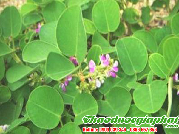 mua-ban-kim-tien-thao-tai-quan-binh-tan-uy-tin-chat-luong-nhat