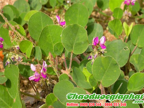 mua-ban-kim-tien-thao-tai-quan-binh-thanh-uy-tin-chat-luong