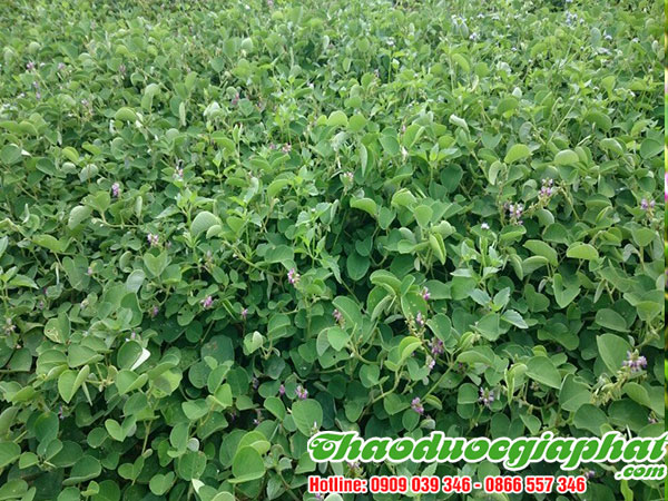 mua-ban-kim-tien-thao-tai-quan-go-vap-uy-tin-chat-luong-nhat