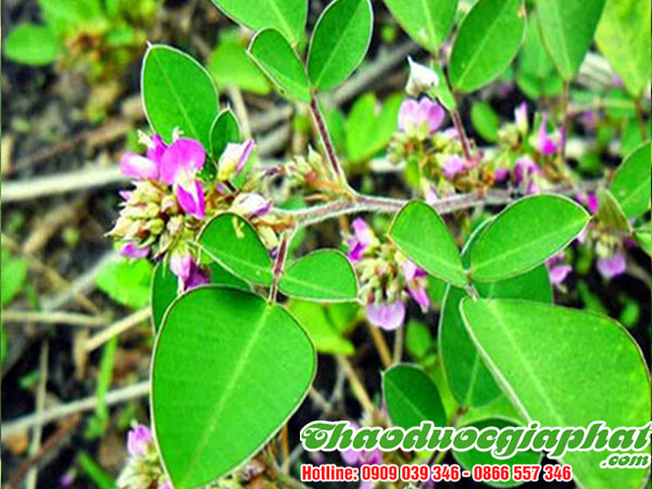 mua-ban-kim-tien-thao-tai-quan-tan-phu