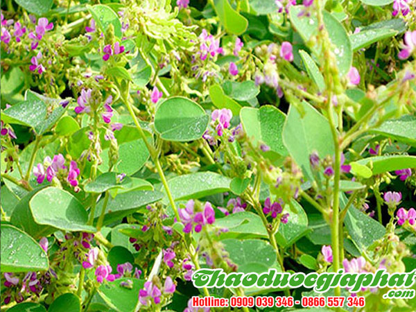 mua-ban-kim-tien-thao-tai-quan-thu-duc-chat-luong-nhat