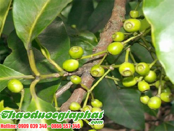 mua-ban-nu-voi-la-voi-tai-quan-1-hieu-qua-