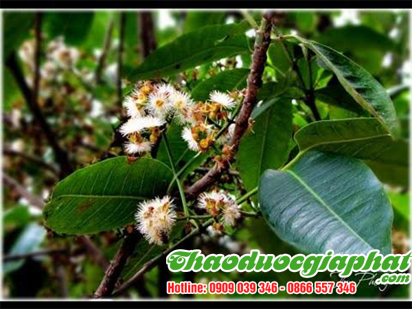 mua-ban-nu-voi-la-voi-tai-quan-2-hieu-qua