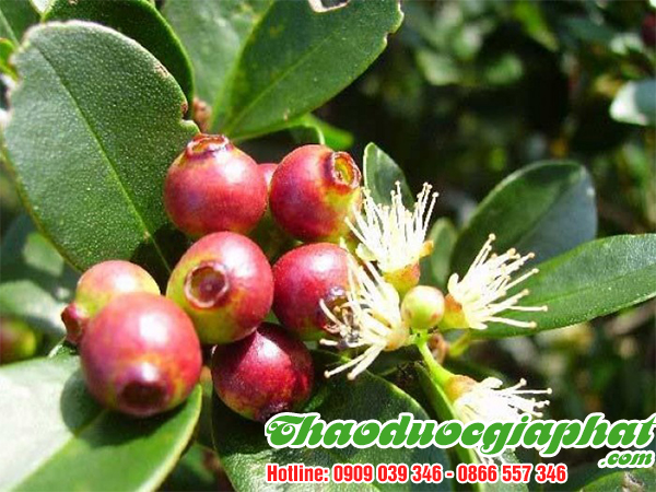 mua-ban-nu-voi-la-voi-tai-quan-4-hieu-qua