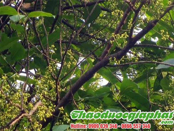 mua-ban-nu-voi-la-voi-tai-quan-5-hieu-qua