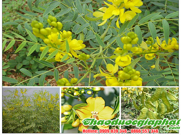 phan-ta-diep-tai-huyen-cu-chi-hieu-qua-nhat