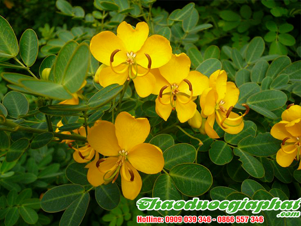 phan-ta-diep-tai-huyen-hoc-mon-tot-nhat