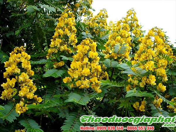 phan-ta-diep-tai-huyen-nha-be-tot-nhat