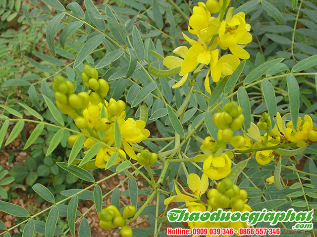 phan-ta-diep-tai-quan-1-tot-nhat