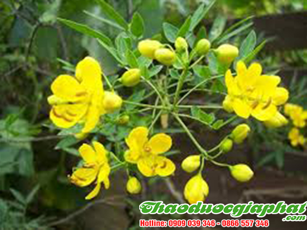 phan-ta-diep-tai-quan-12-tot-nhat