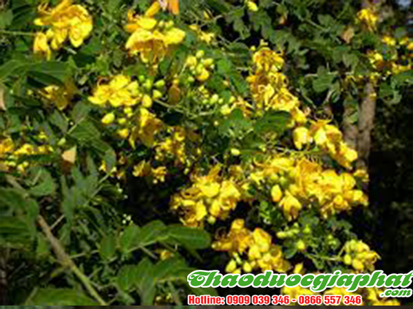 phan-ta-diep-tai-quan-5-tot-nhat