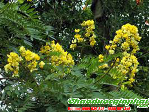 phan-ta-diep-tai-quan-6-tot-nhat