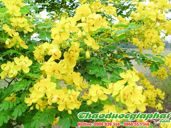 phan-ta-diep-tai-quan-7-tot-nhat