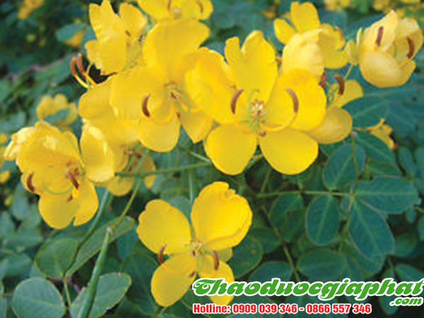 phan-ta-diep-tai-quan-8-tot-nhat