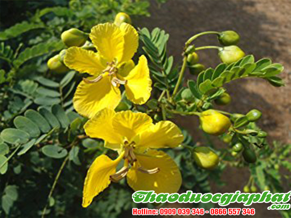 phan-ta-diep-tai-quan-9-tot-nhat