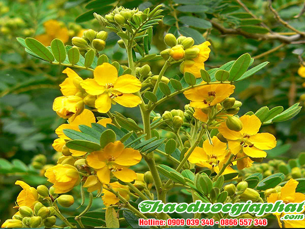 phan-ta-diep-tai-quan-binh-tan-tot-nhat