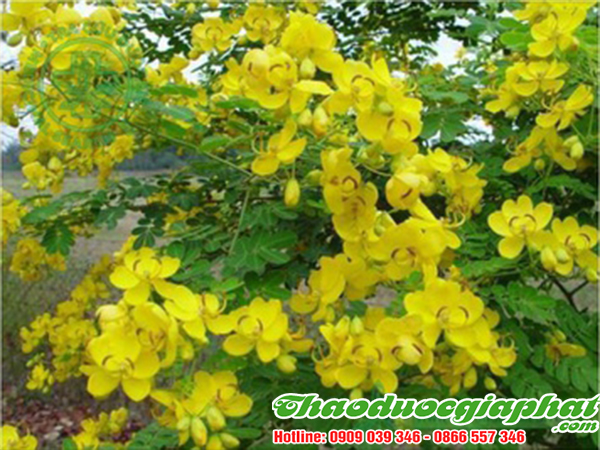 phan-ta-diep-tai-quan-binh-thanh-tot-nhat