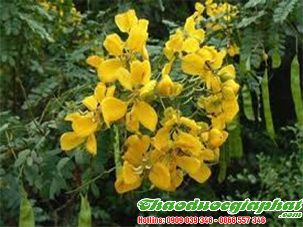 phan-ta-diep-tai-quan-phu-nhuan-tot-nhat