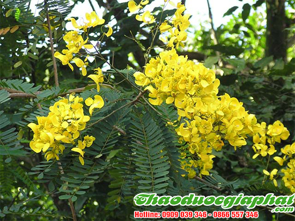 phan-ta-diep-tai-quan-thu-duc-tot-nhat