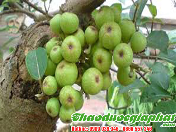qua-sung-tai-quan-11