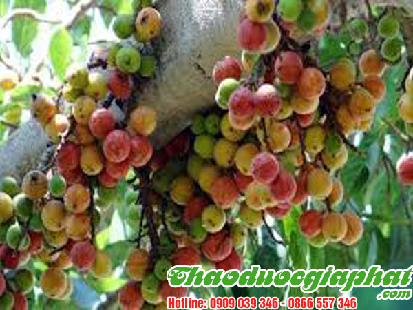 qua-sung-tai-quan-binh-thanh