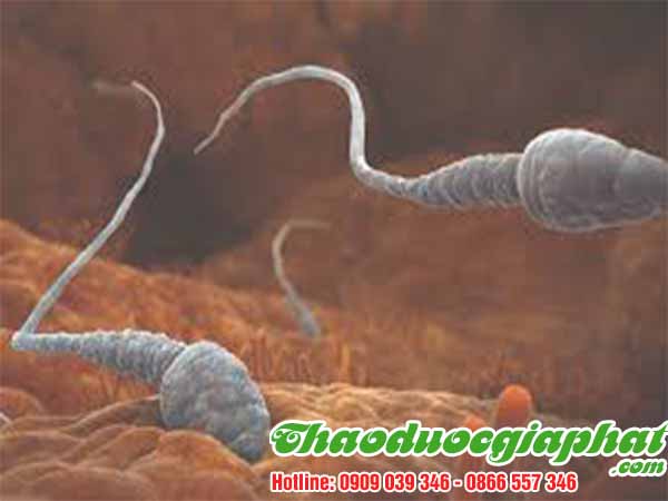 rau-den-gai-giup-sinh-san-tinh-trung-tai-quan-10