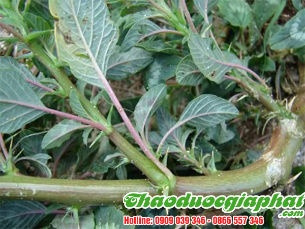 rau-den-gai-tai-huyen-nha-be