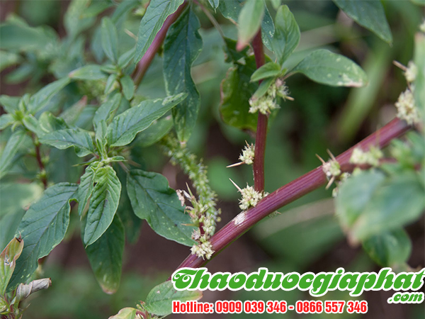 rau-den-gai-tai-quan-1