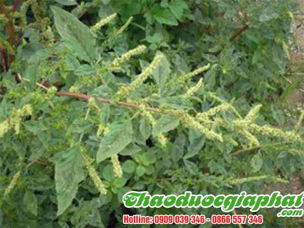 rau-den-gai-tai-quan-10