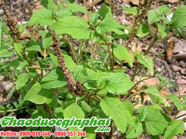 rau-den-gai-tai-quan-12